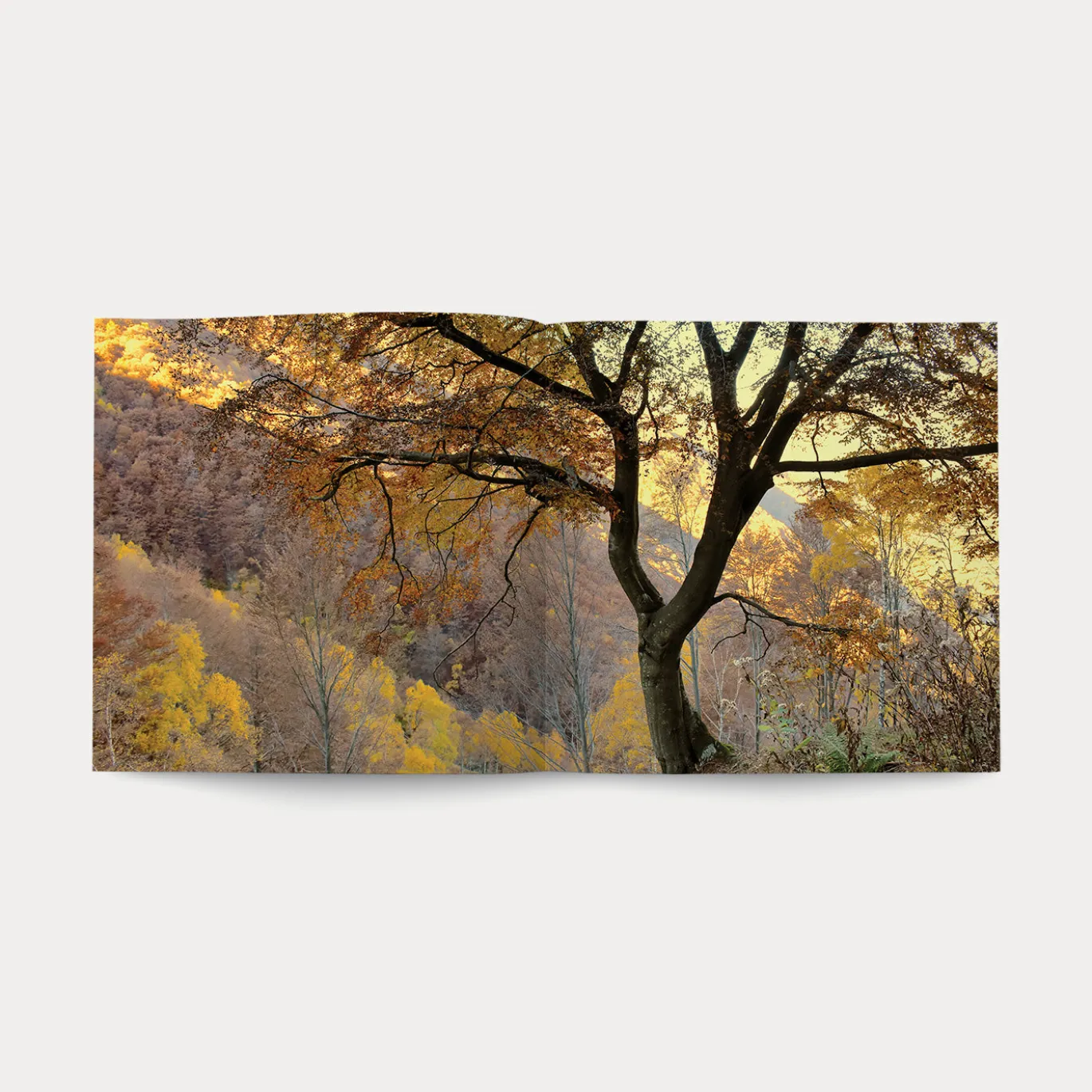 Libro Nel Bosco